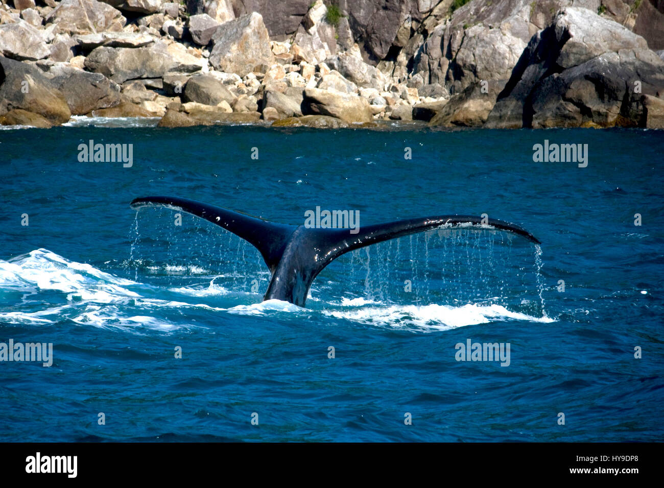 Tail sticking out of the water hi-res stock photography and images - Alamy