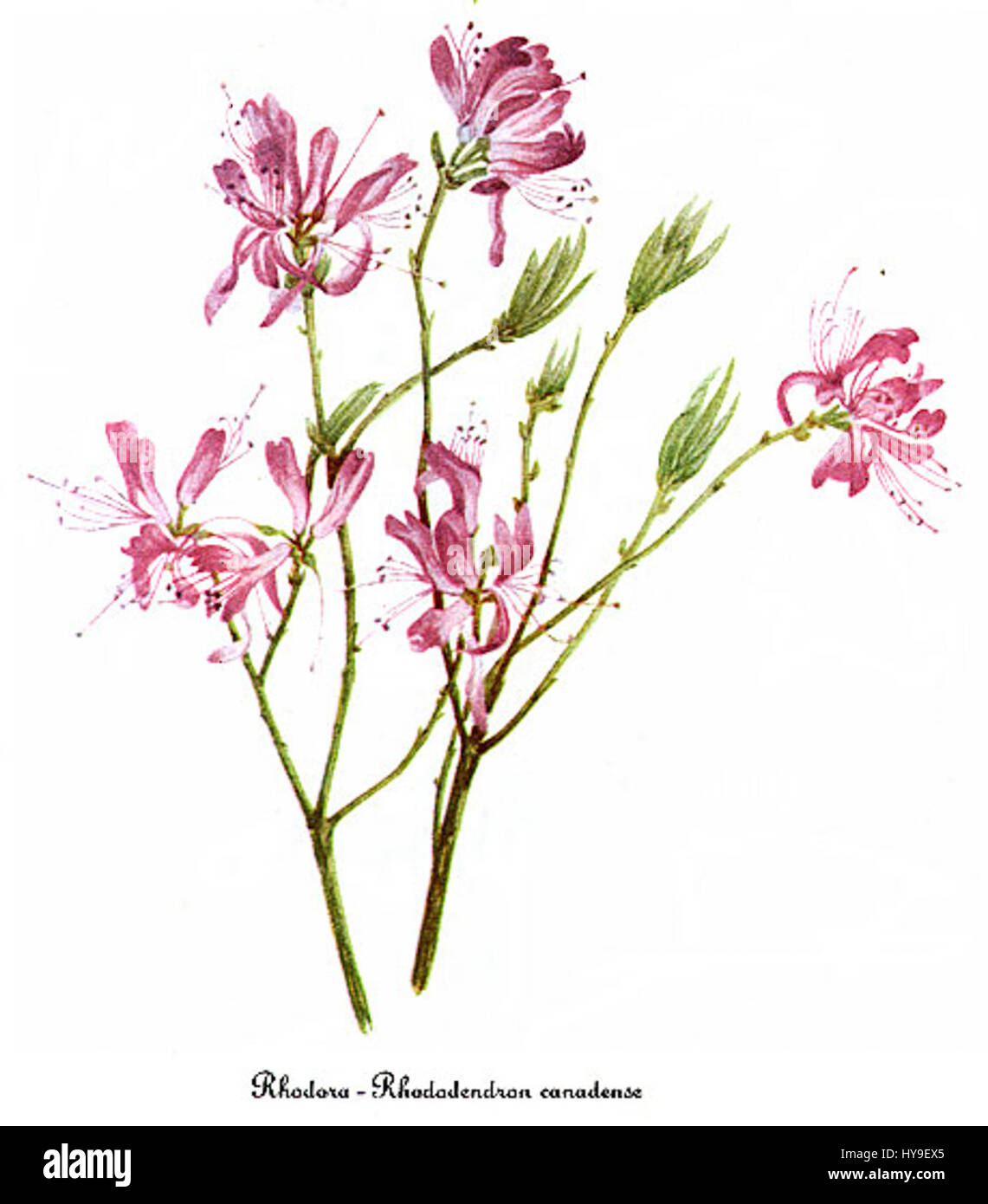 Rhododendron canadense, by Mary Vaux Walcott Stock Photo