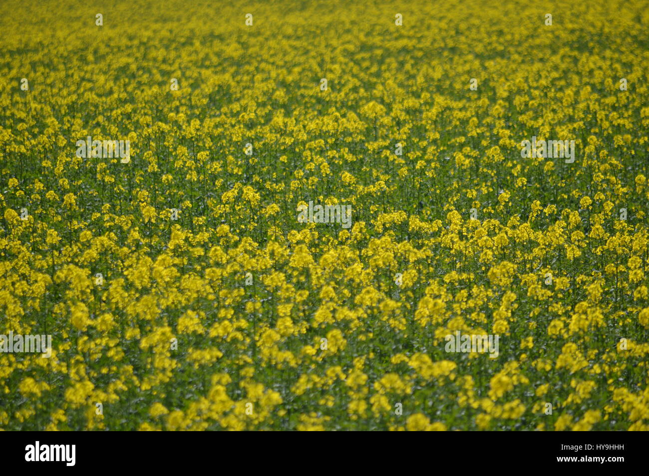 Field full of yellow flowers Stock Photo