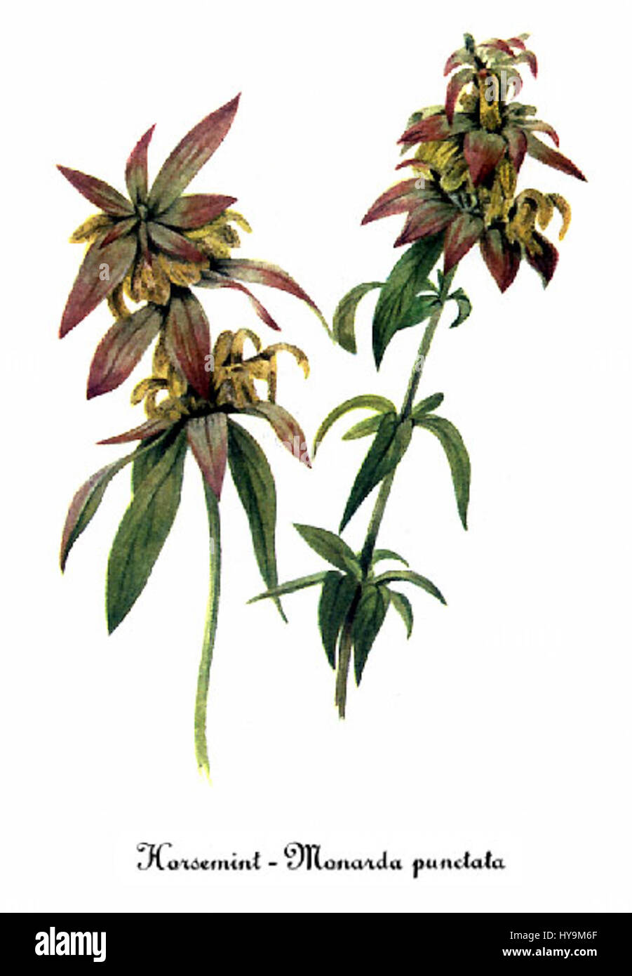 Detailed map of Cherokee Nation ancestral territory Detailed map of Cherokee Nation ancestral territory