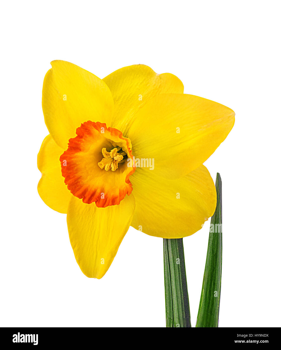 Yellow daffodil isolated on white background Stock Photo Alamy