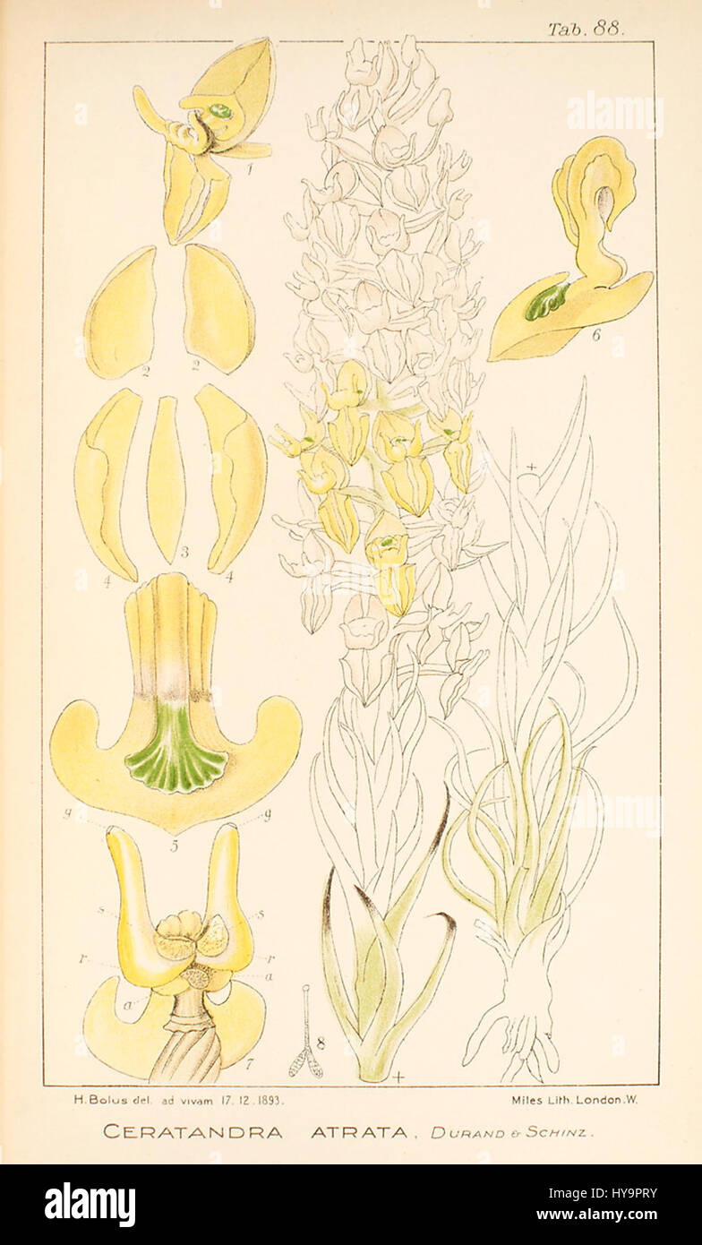 Ceratandra atrata   Icones Orchidearum Austro Africanarum   vol. 3 plate 88 (1913) Stock Photo