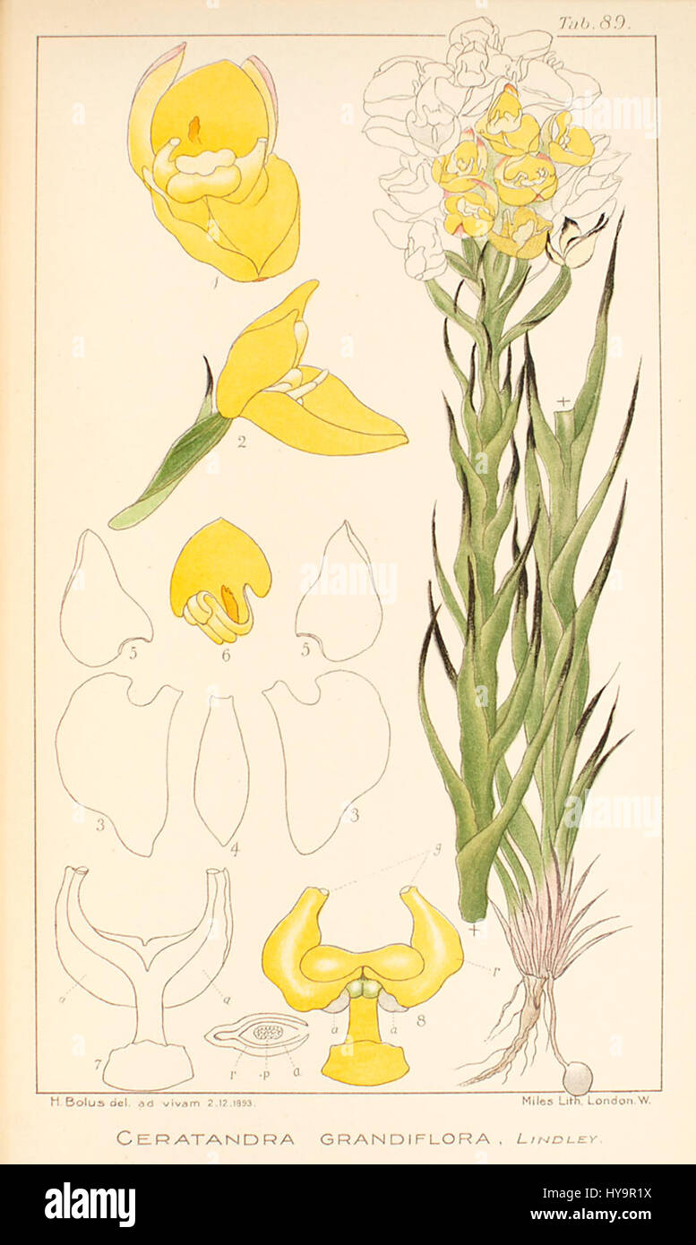 Ceratandra grandiflora   Icones Orchidearum Austro Africanarum   vol. 3 plate 89 (1913) Stock Photo