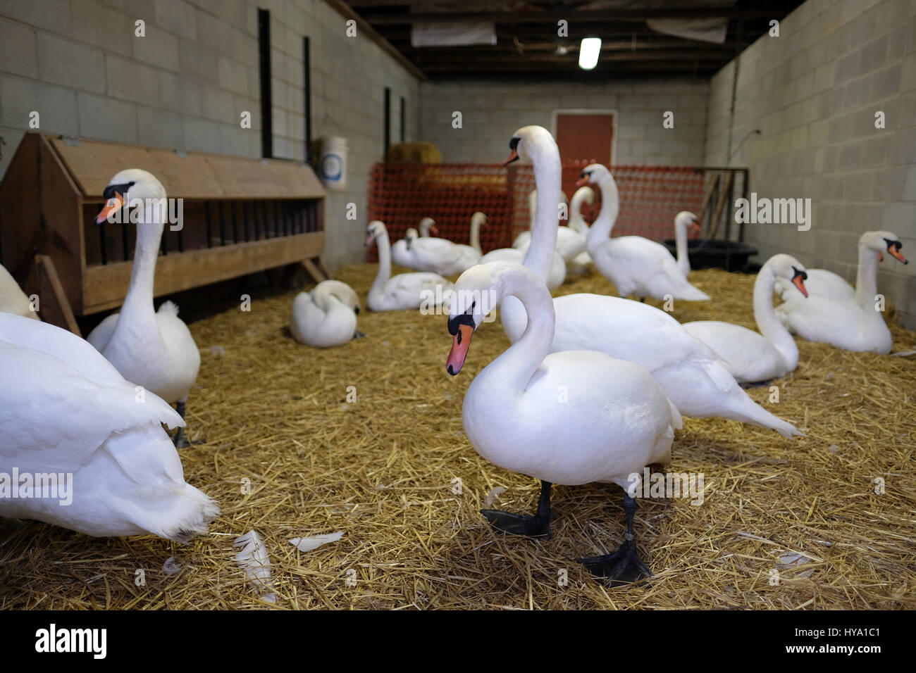 Stratford, Ontario, Canada, 2nd Apr, 2017. Flock of mute swans (Cygnus olor) in their enclosure just before marching down the streets of Stratford for the Stratford's Annual Swan Parade, when they return to the Avon River, in celebration of the arrival of Spring. Credit: Rubens Alarcon/Alamy Live News. Stock Photo