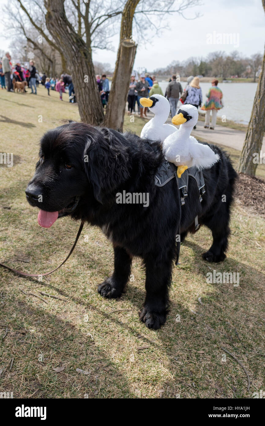 Stratford, Ontario, Canada, 2nd Apr, 2017. Newfoundland dog (Canis lupus familiaris) / working dog with two stuffed play toys / swans strapped on the back joins the Stratford's Annual Swan Parade, when the city's swans return to the Avon River, in celebration of the arrival of Spring in Stratford, Ontario, Canada. Credit: Rubens Alarcon/Alamy Live News. Stock Photo
