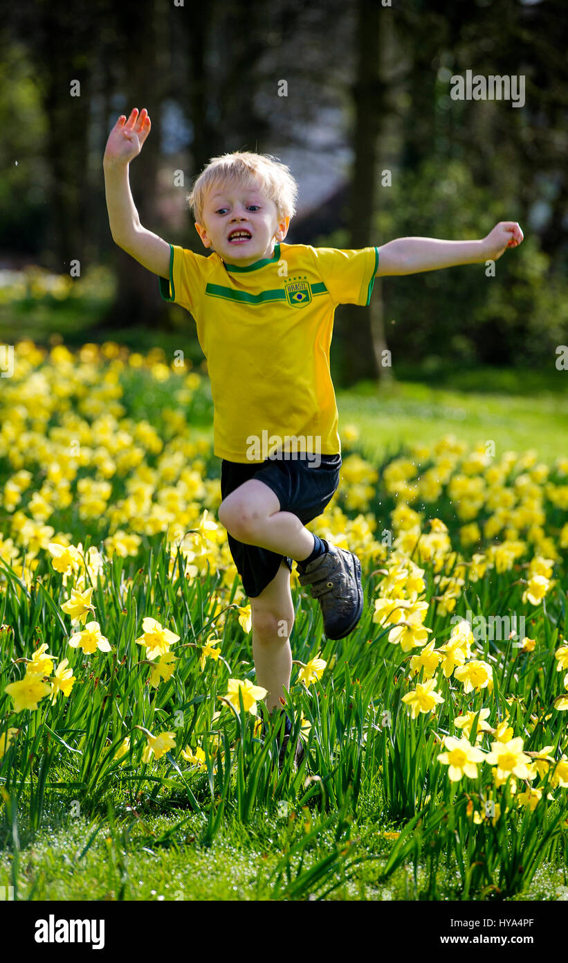 Worsley, UK. 3rd Apr, 2017. Springing into action under the warm April sunshine amongst the daffodils on The Green, Worsley, Manchester is four year old Flynn. Picture by Paul Heyes, Monday April 03, 2017. Stock Photo