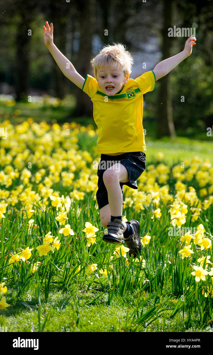 Worsley, UK. 3rd Apr, 2017. Springing into action under the warm April sunshine amongst the daffodils on The Green, Worsley, Manchester is four year old Flynn. Picture by Paul Heyes, Monday April 03, 2017. Stock Photo