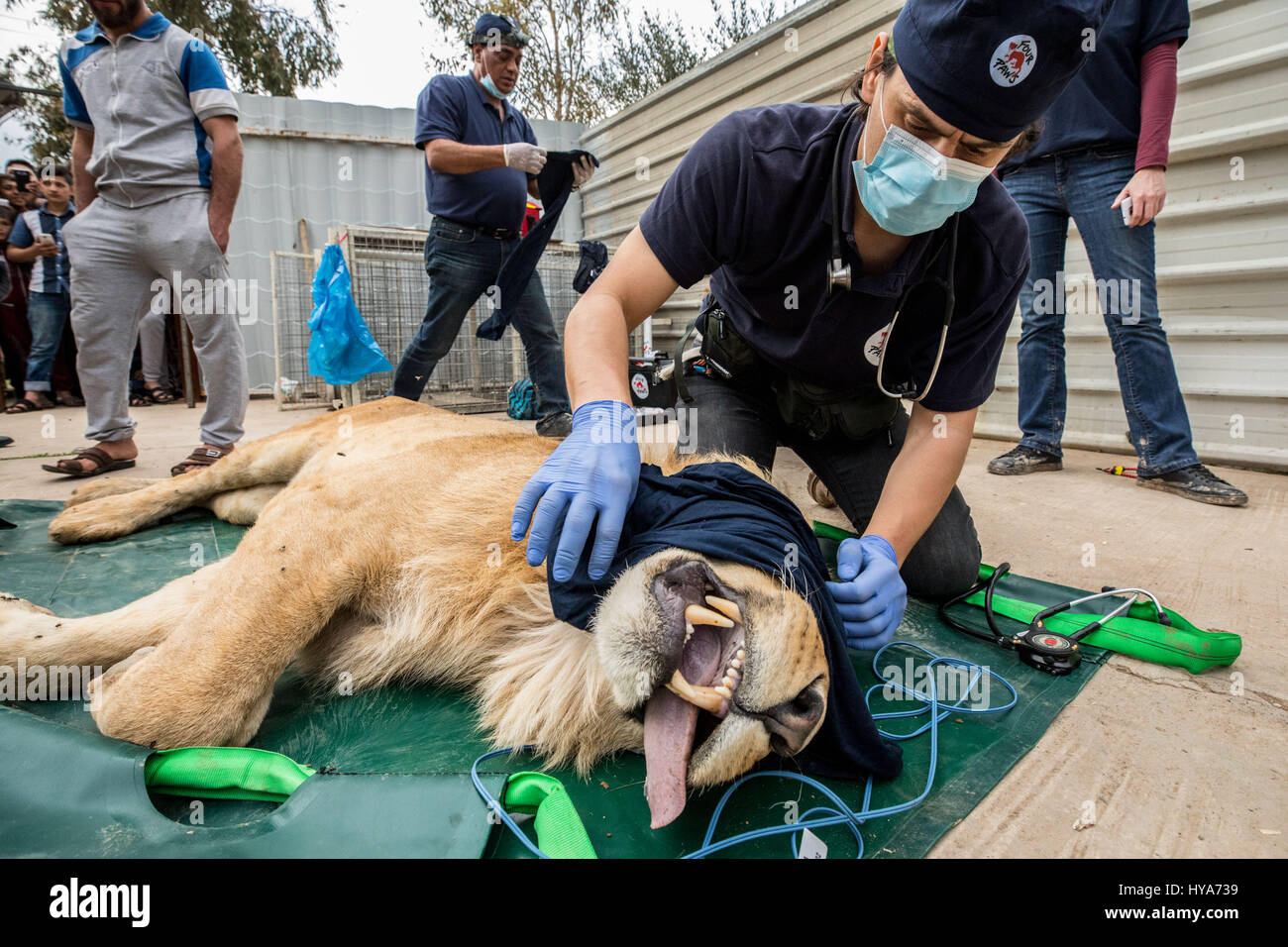 Nineveh iraq lion hi-res stock photography and images - Alamy