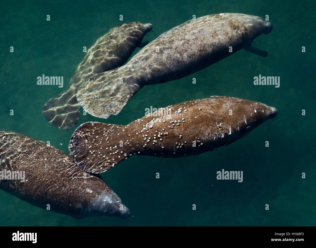 Manatee lagoon 2 jpg hi-res stock photography and images - Alamy
