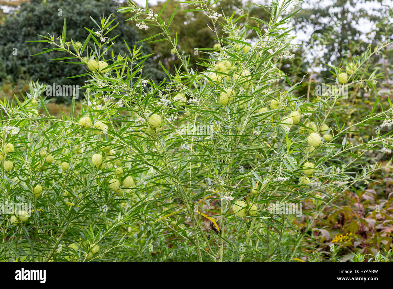 Richmond, Virginia.  Lewis Ginter Botanical Garden.  Balloon Plant, Gomphocarpus Physocarpus, a tropical of milkweed family from southeastern Africa. Stock Photo