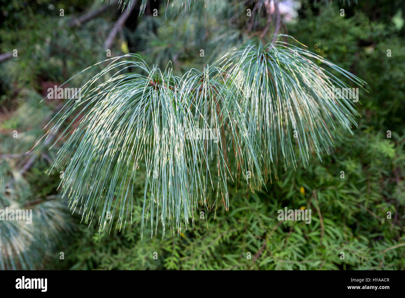 Richmond, Virginia.  Lewis Ginter Botanical Garden.  Variegated Himalayan Pine Needles.  PINUS wallichiana. Stock Photo