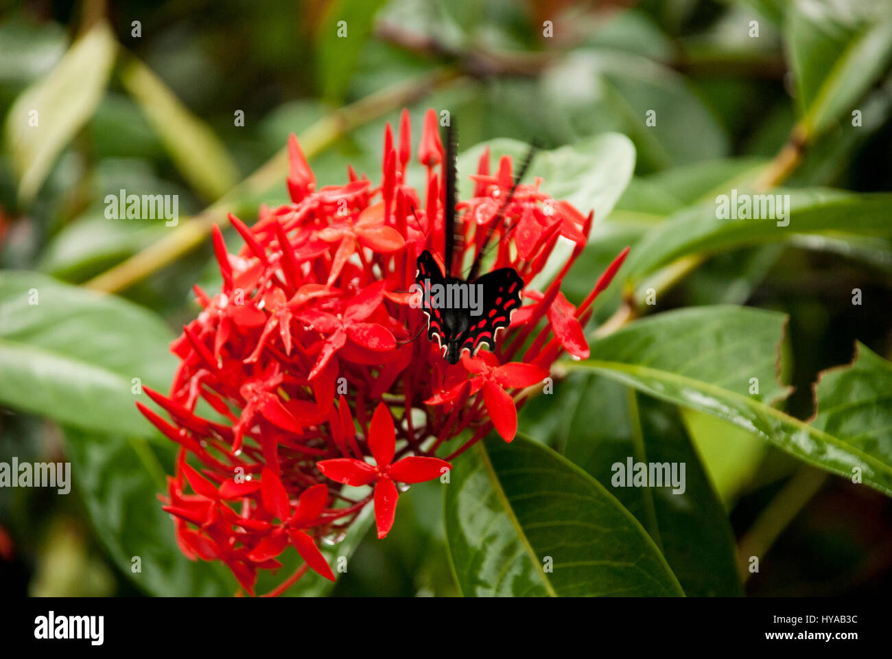 Butterfly Feeding On A Ixora Flower - West Indian Jasmine - Ixora Coccinea Stock Photo