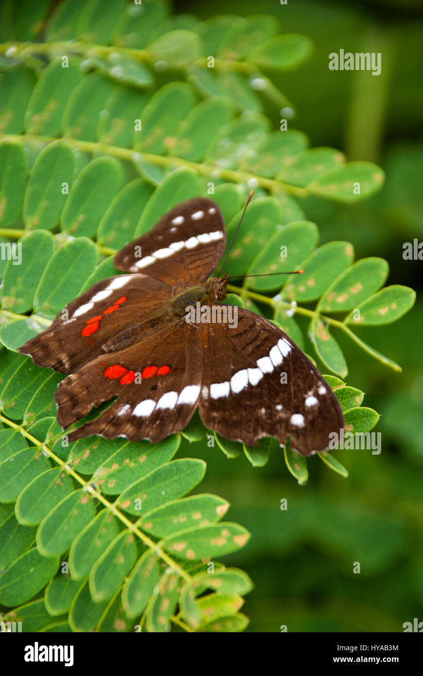 Butterfly Feeding On A Ixora Flower - West Indian Jasmine - Ixora Coccinea Stock Photo