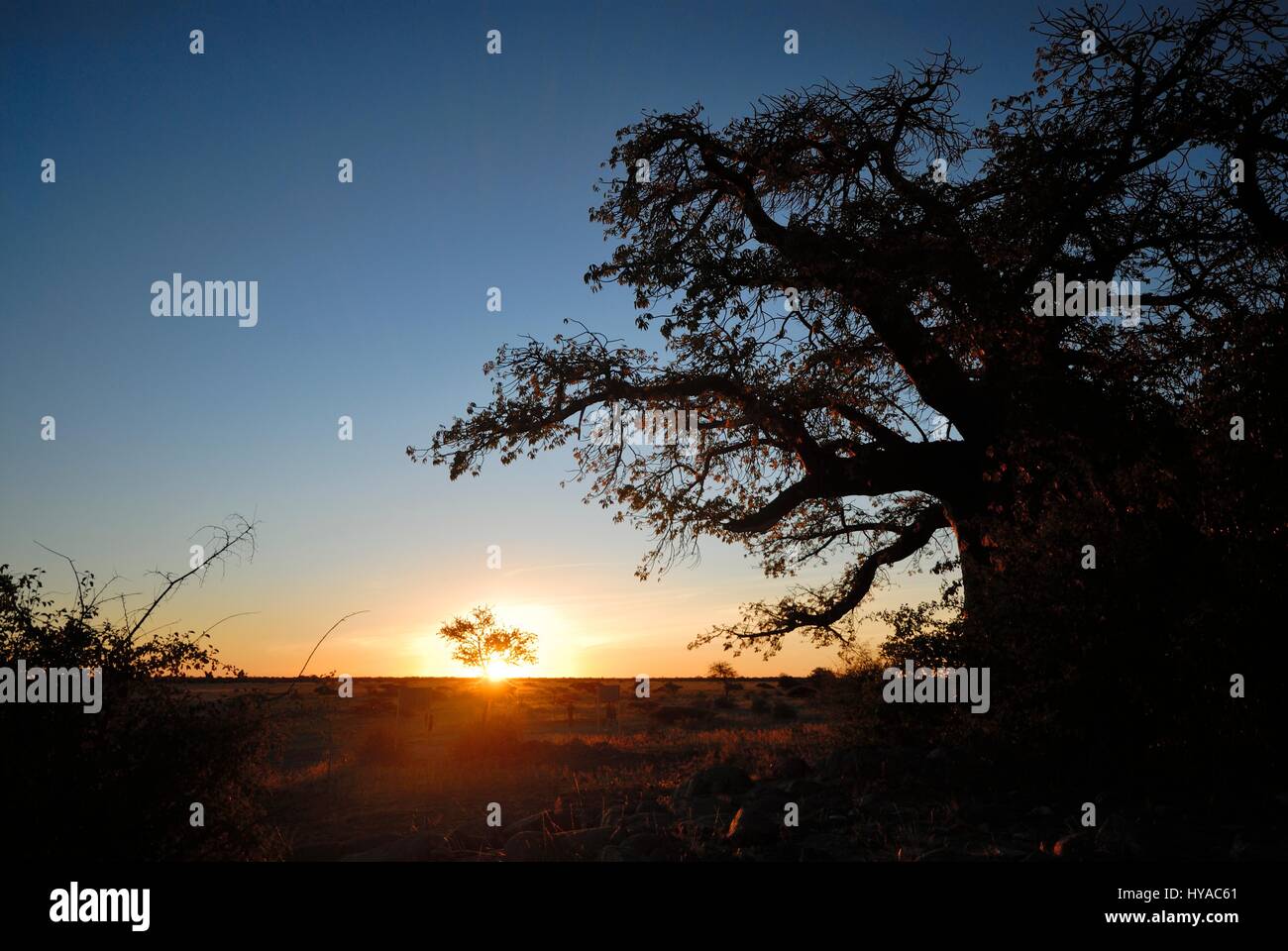 Sunset reflection on a Baobab tree on Kubu Island in the Makgadikgadi Pans of Botswana Stock Photo