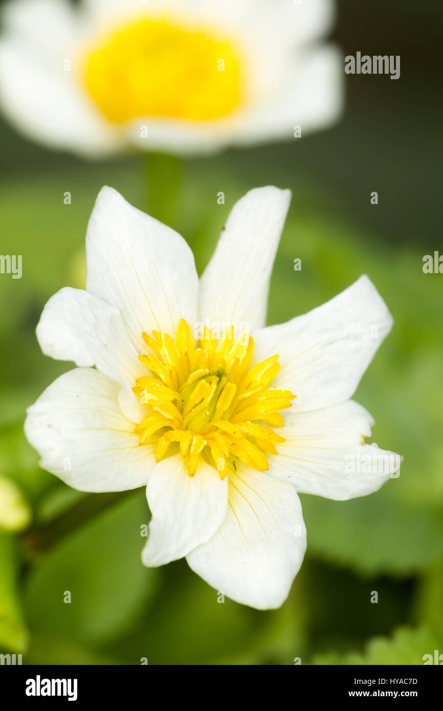 White flowers of the selected form of the spring blooming marsh marigold, Caltha palustris 'Alba' Stock Photo