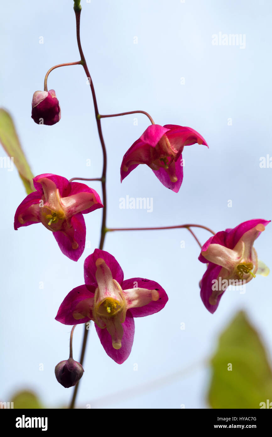 Red spring flowers in the spike of the hardy perennial barrenwort, Epimedium rubrum Stock Photo