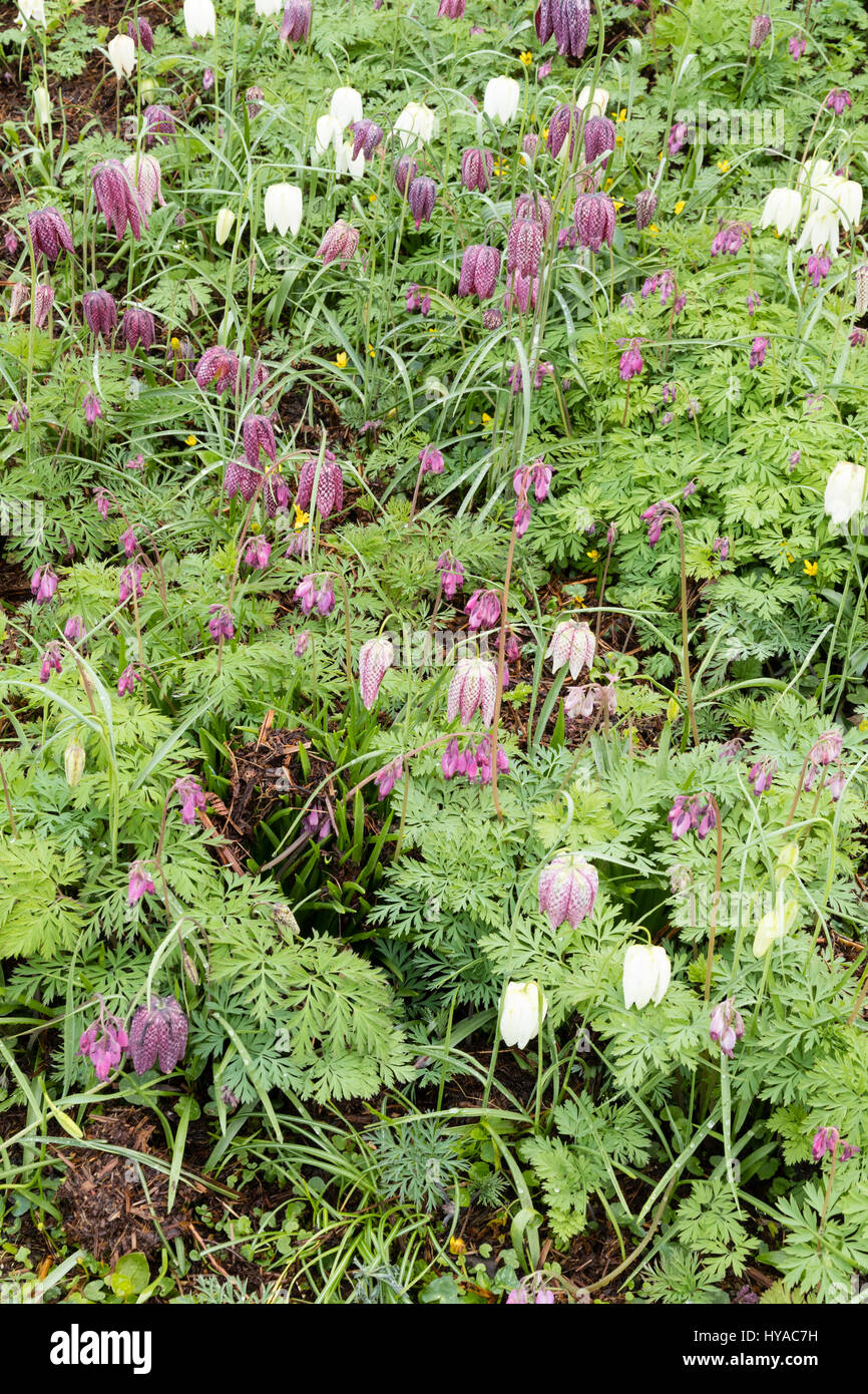 Bell flowers of the snake's head fritillary, Fritillaria meleagris, grow through the ferny foliage of Dicentra formosa in a spring planting coupling Stock Photo