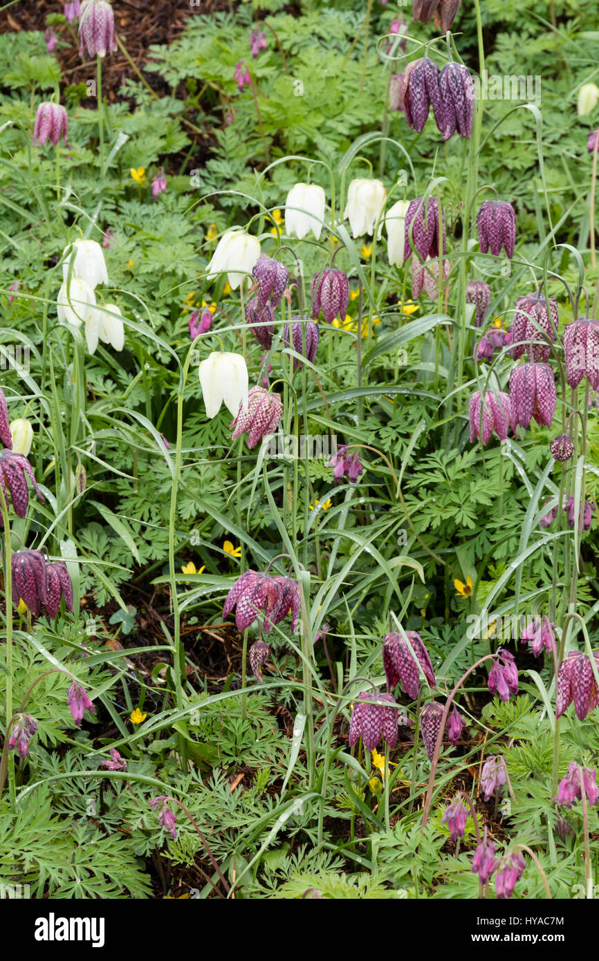 Bell flowers of the snake's head fritillary, Fritillaria meleagris, grow through the ferny foliage of Dicentra formosa in a spring planting coupling Stock Photo