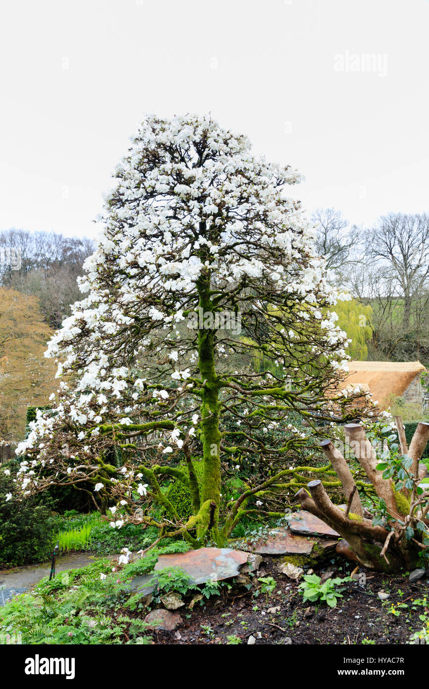The conical shape of Magnolia x loebneri 'Merrill' is smothered with white spring blooms at The Garden House, Devon Stock Photo