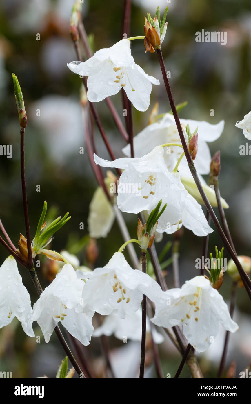 White sping flowers of the deciduous azalea, Rhododendron quinquefolium, dangle in small trusses Stock Photo