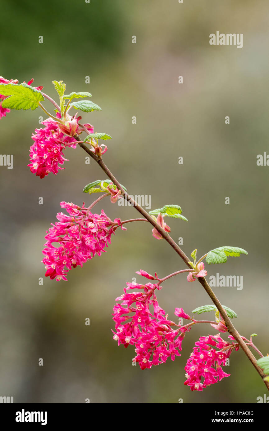 Red flowers of the early spring blooming flowering currant, Ribes sanguineum 'Red Pimpernel' Stock Photo