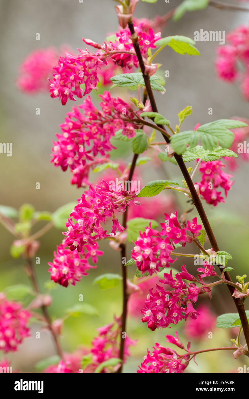 Red flowers of the early spring blooming flowering currant, Ribes sanguineum 'Red Pimpernel' Stock Photo
