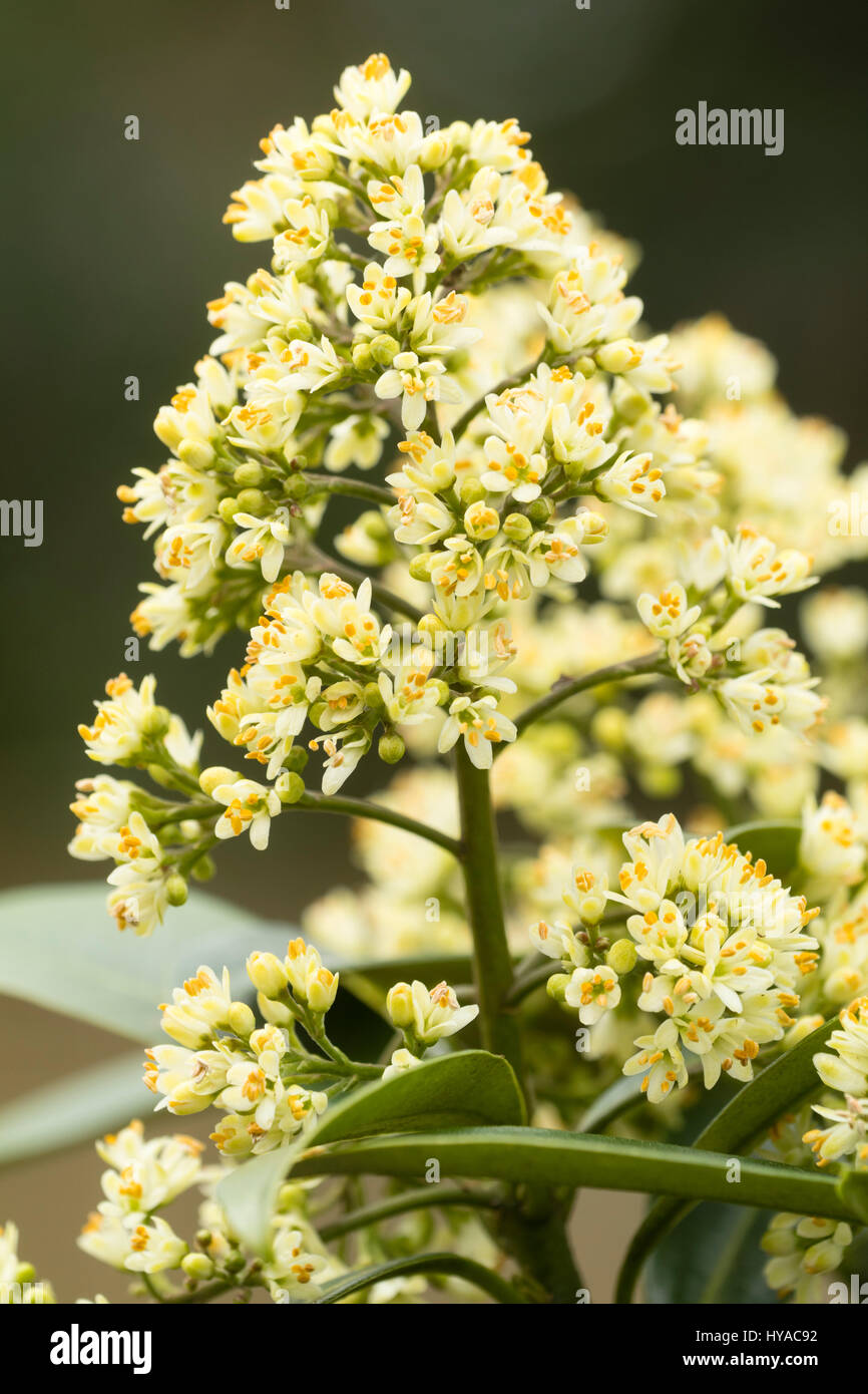 Scented spring flower head of the hardy evergreen shrub, Skimmia japonica 'Kew White' Stock Photo