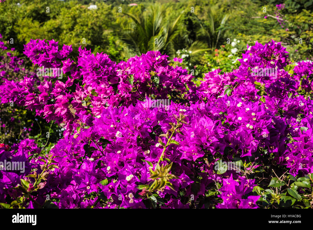 Stony Hill Estate gardens Castries Saint Lucia Stock Photo Alamy