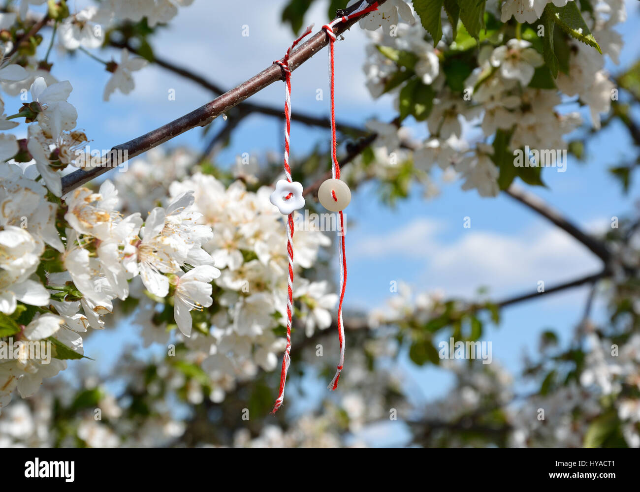 White and red threads tied together, like bracelets, hanging in the branch of a cherry blossom tree Stock Photo