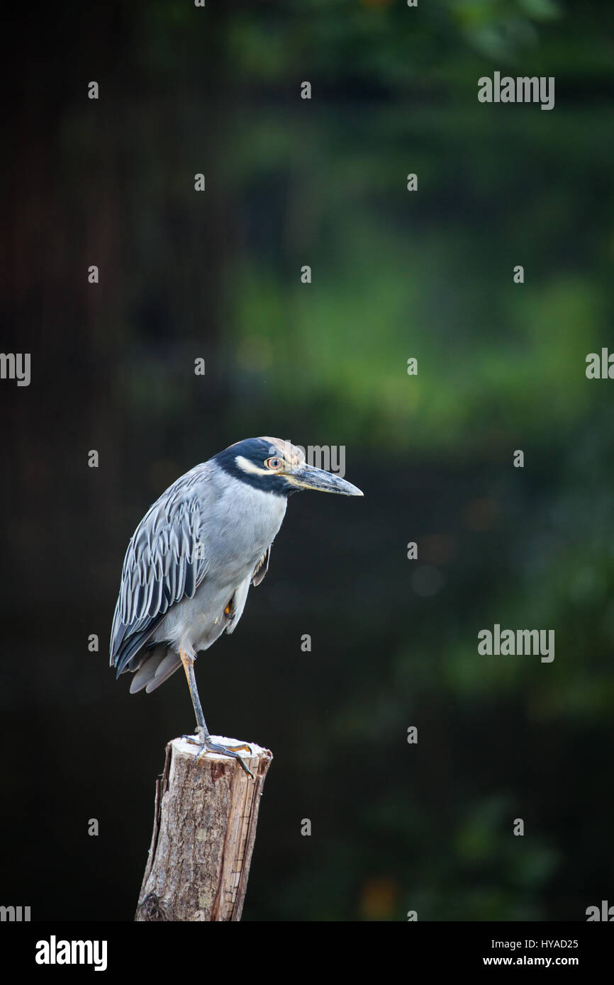 A yellow crowned night heron standing on one leg in the Tovara Natural Reserve in San Blas, Mexico. Stock Photo