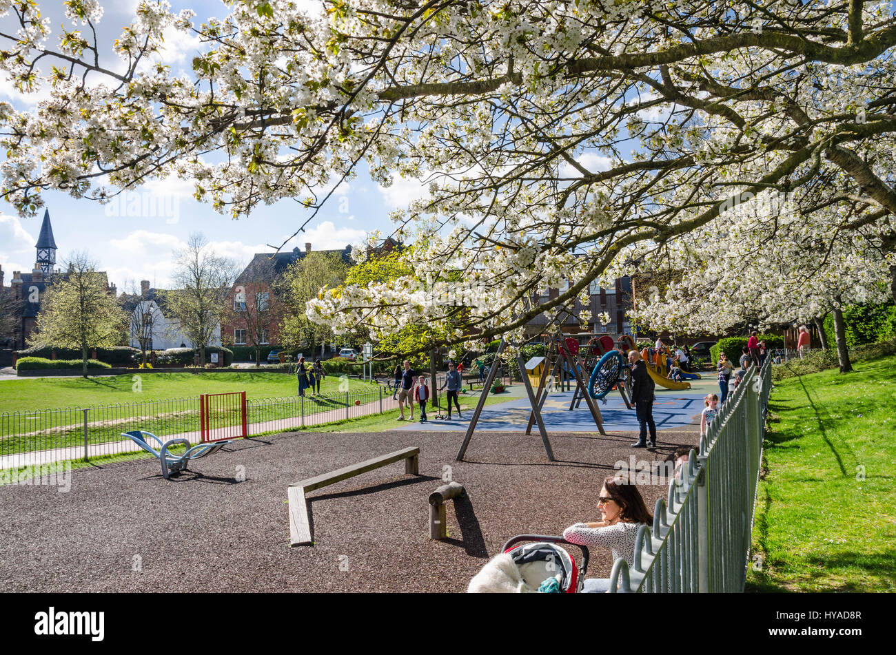 Branches of an ornamental tree, covered in white cherry blossom reach out across the playground in Bachelors Acre park in Windsor, Berkshire, UK. Stock Photo