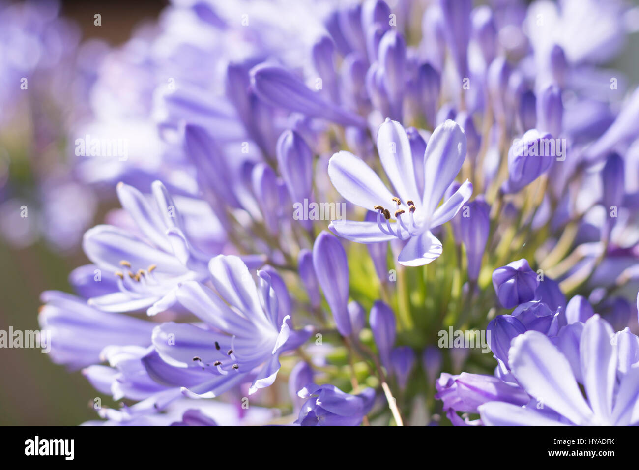 Agapanthus flowers, blue african lily Stock Photo