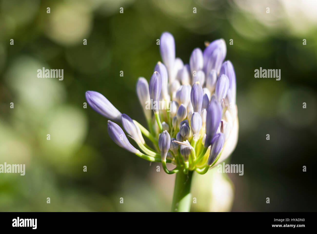 Blue african lily, agapanthus africanus flowers Stock Photo