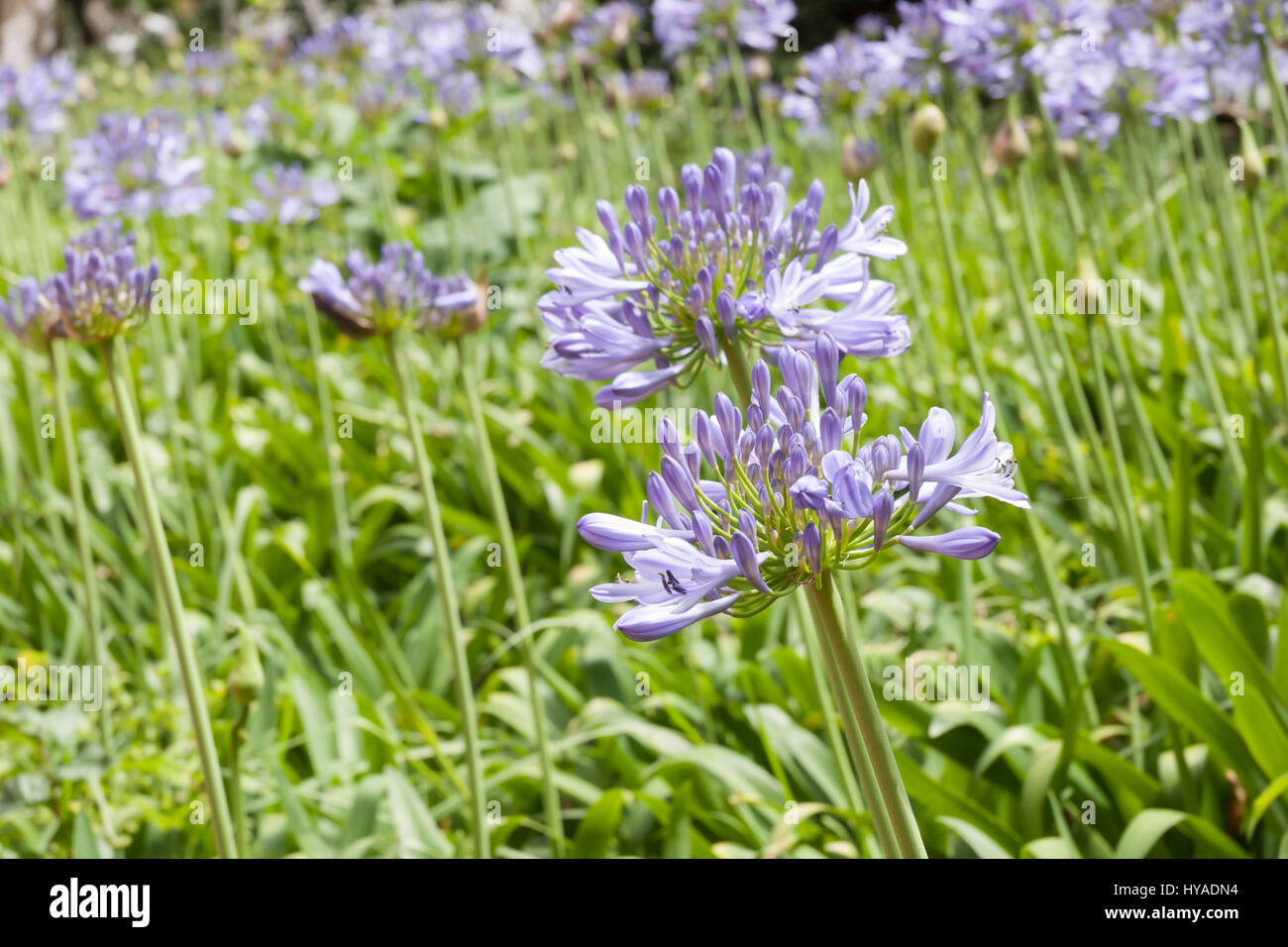 Blue african lily, agapanthus africanus flowers in a garden Stock Photo
