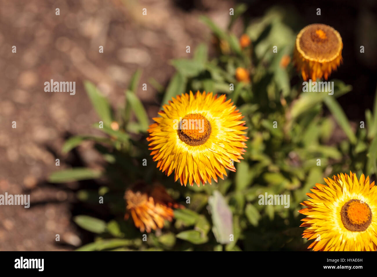 Jumbo yellow strawflower called Bracteantha blooms in a botanical