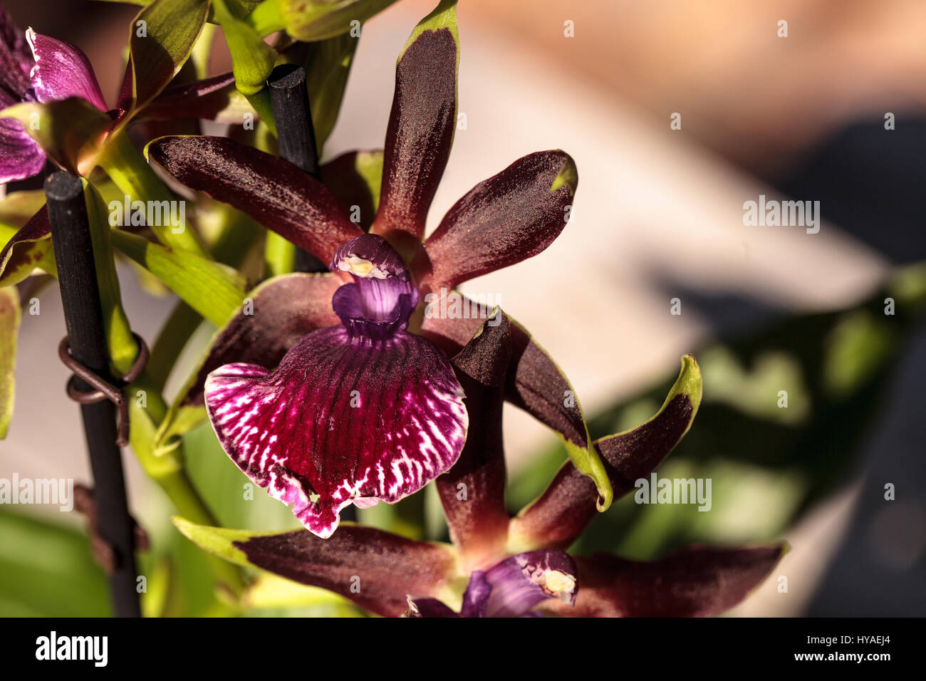 Purple and green orchid, Zygopetalum species, blooms in spring in a botanical garden Stock Photo