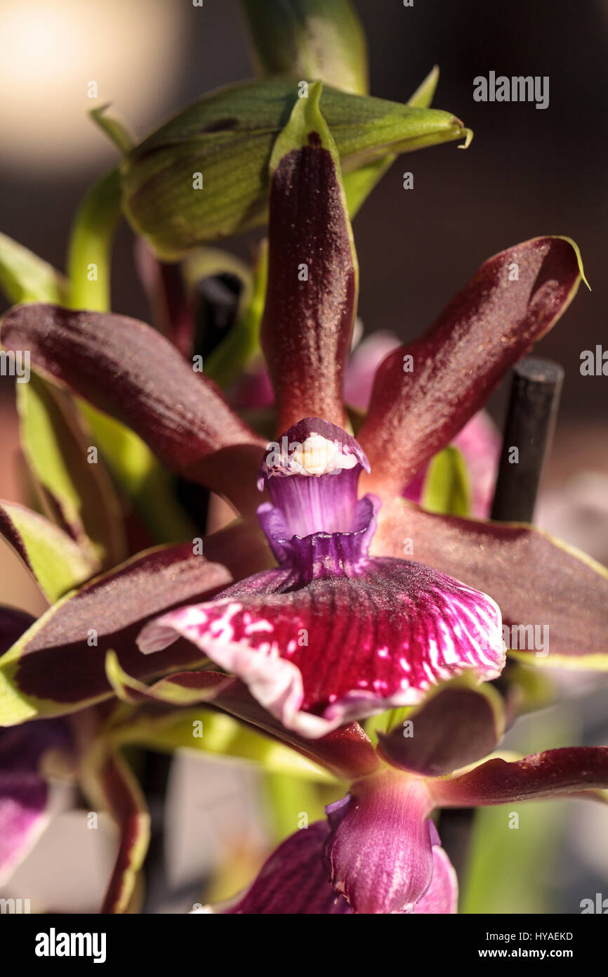 Purple and green orchid, Zygopetalum species, blooms in spring in a botanical garden Stock Photo