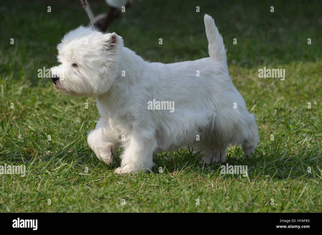 Roseneath terrier hires stock photography and images Alamy