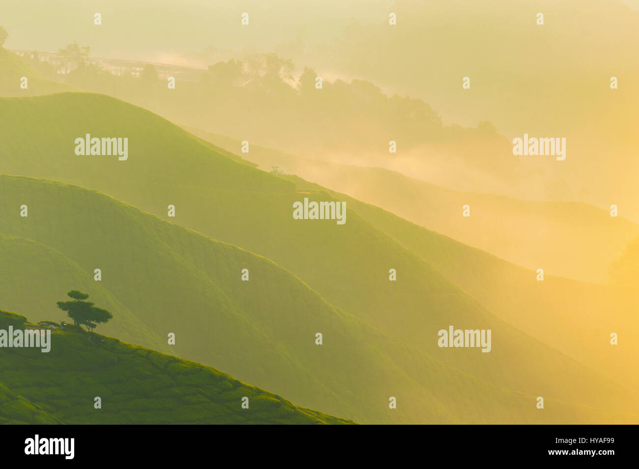misty morning at cameron highlands , malaysia Stock Photo - Alamy