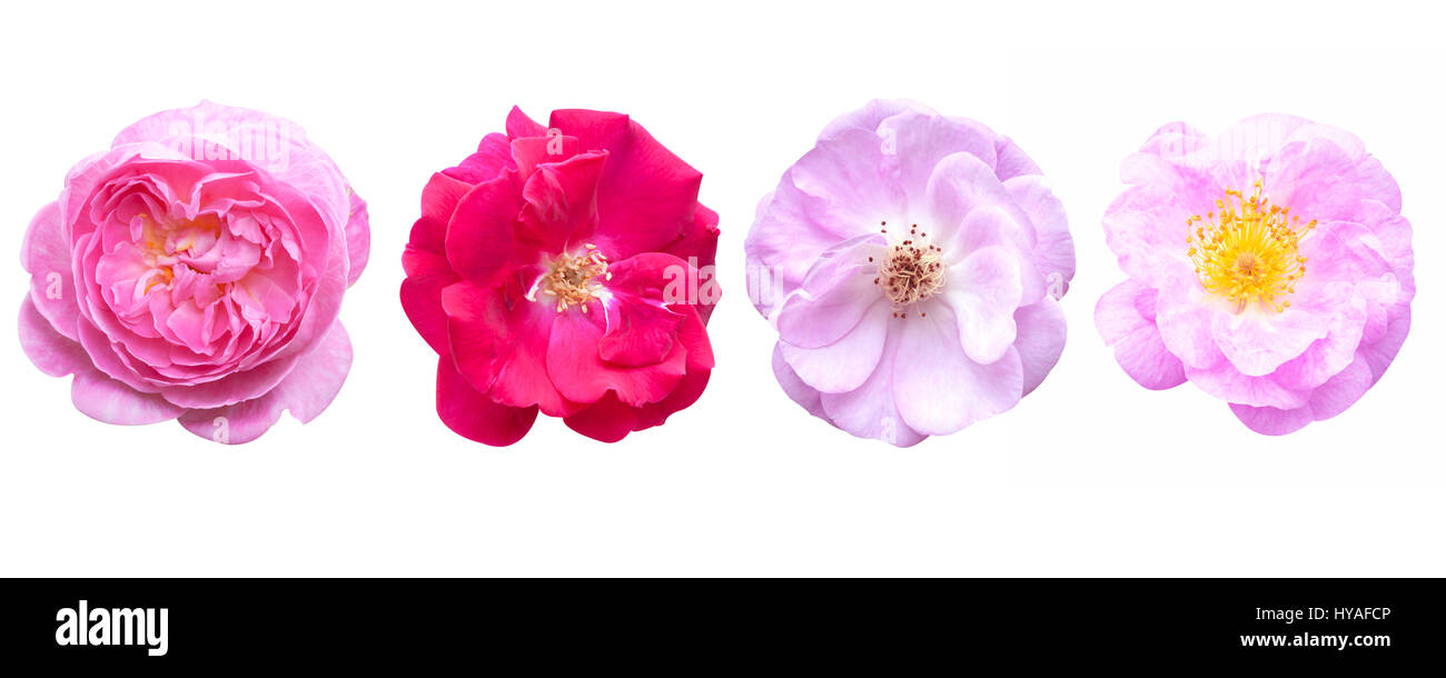 Rose pink flowers isolated on white background Stock Photo - Alamy