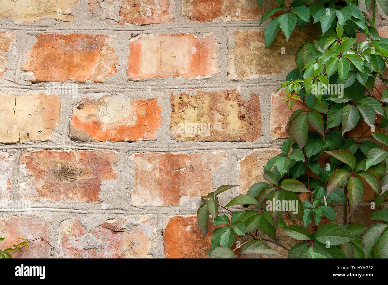Vintage brick wall with natural floral frame. Wild grape on the wall of an old building. Texture, pattern, background, autumn. Golden autumn. Wild gra Stock Photo