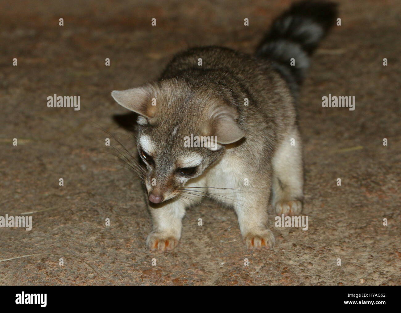 North American / Mexican Ring-tailed cat (Bassariscus astutus) on the prowl. Stock Photo