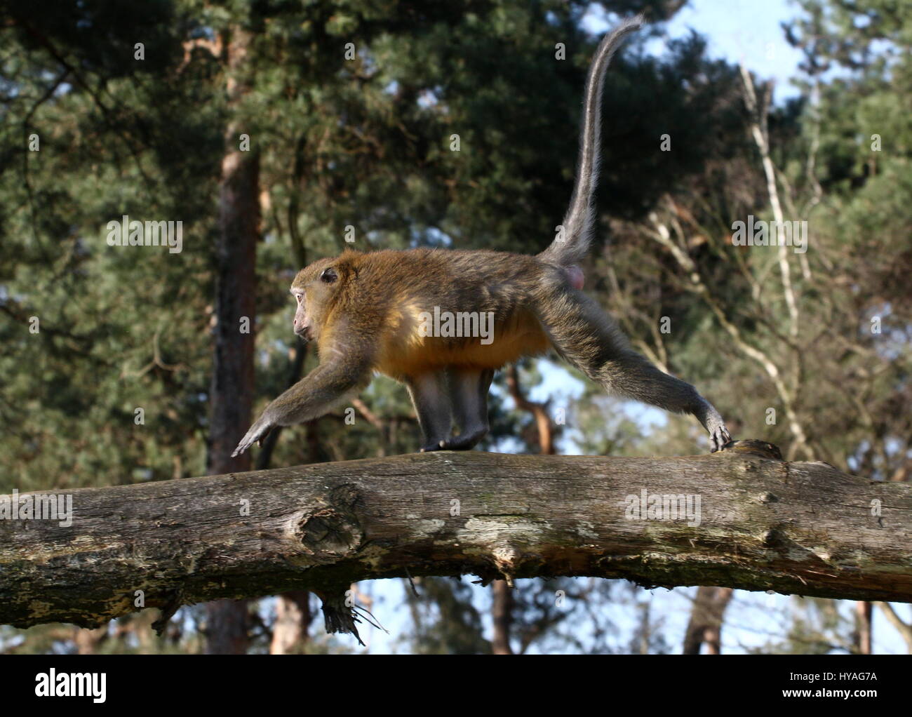 Central African Golden bellied mangabey (Cercocebus chrysogaster) running on a branch Stock Photo