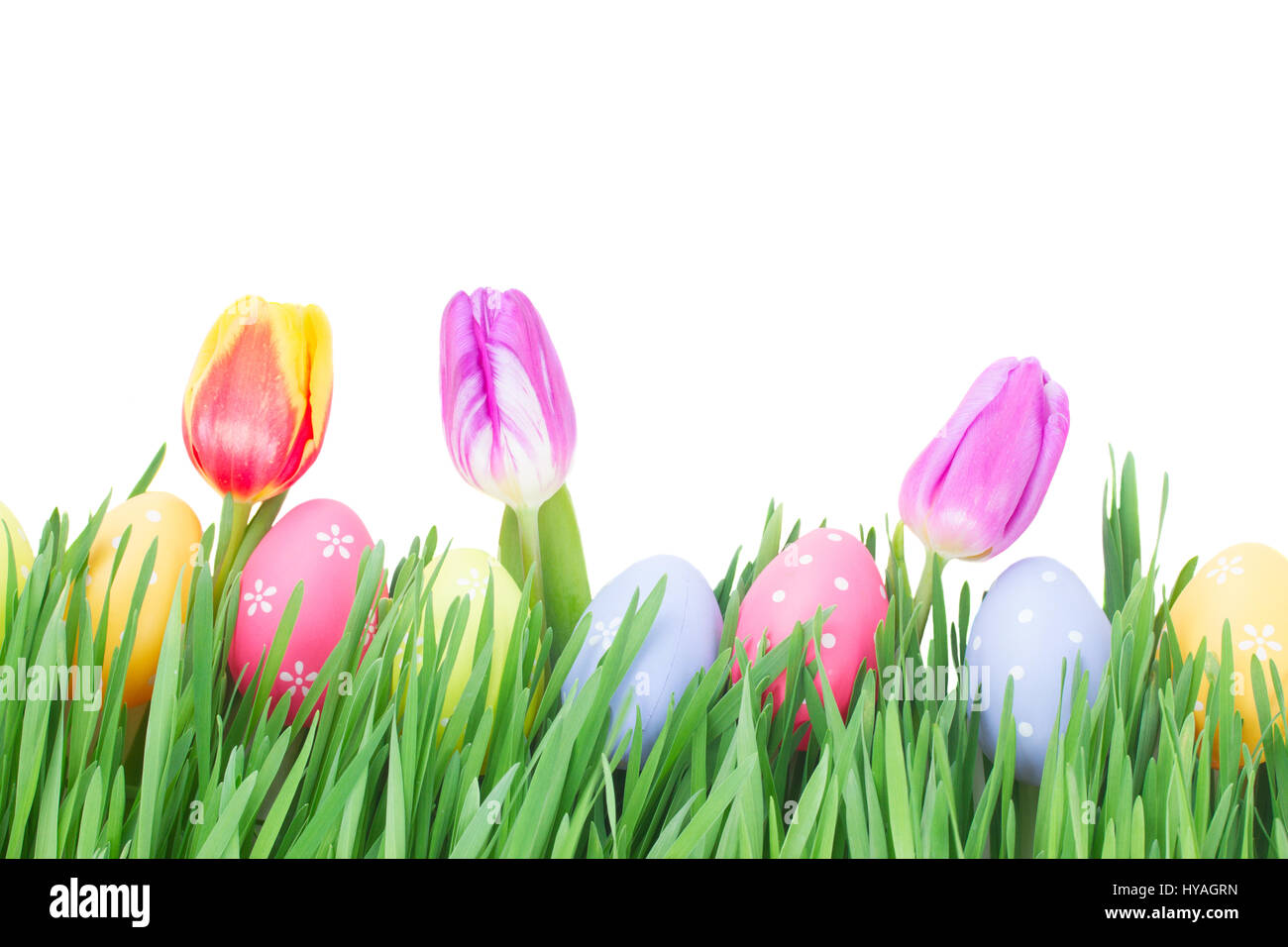 Easter eggs in grass with tulips isolated on white background Stock ...