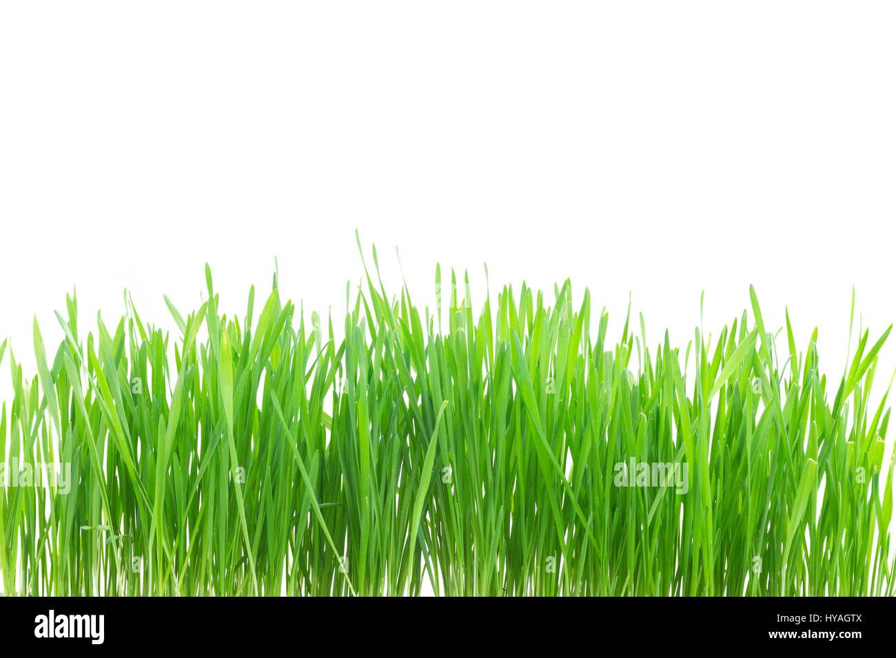 Green grass border isolated on white background Stock Photo - Alamy