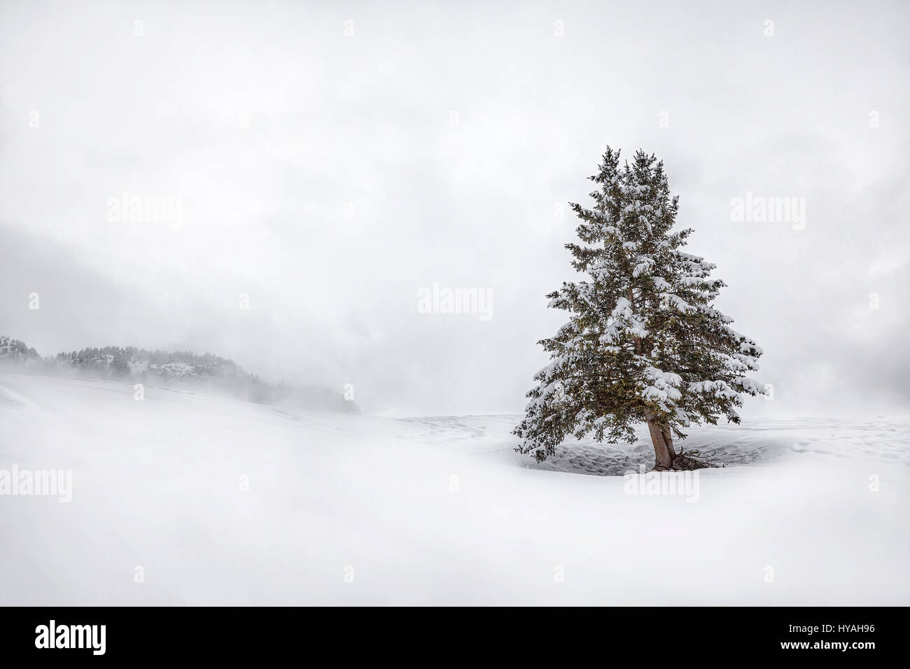 Trees in a winter landscape Stock Photo - Alamy