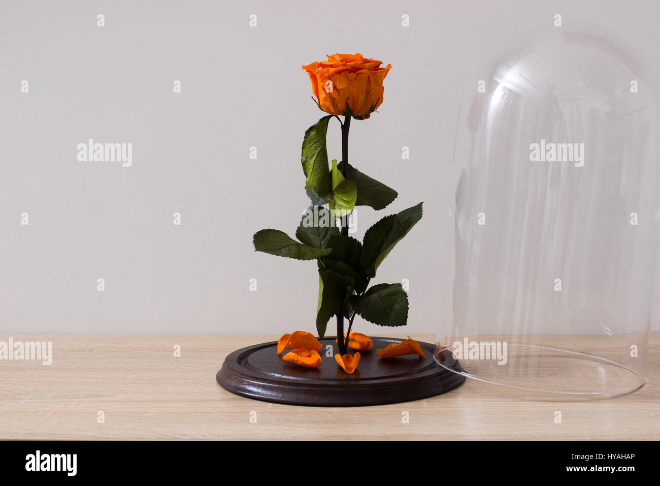 Beautiful rose under glass bulb Stock Photo Alamy