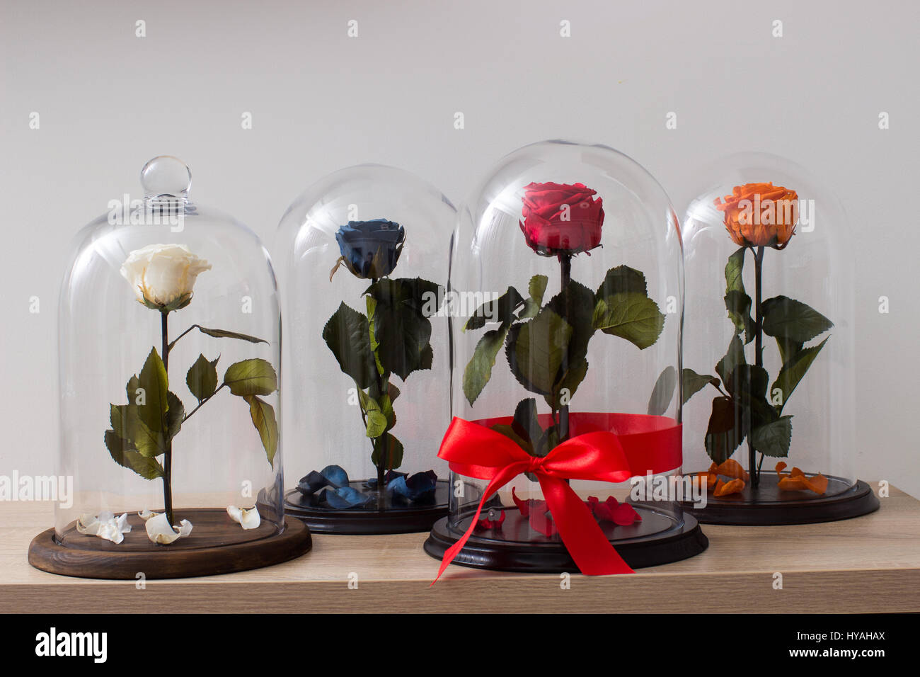 Beautiful roses under glass bulb Stock Photo Alamy