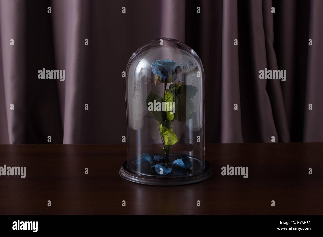 Beautiful rose under glass bulb Stock Photo Alamy