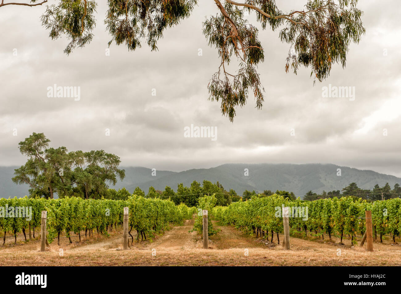Cloudy bay winery hi-res stock photography and images - Alamy